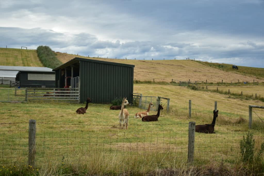 Une photo d'un élevage de lamas