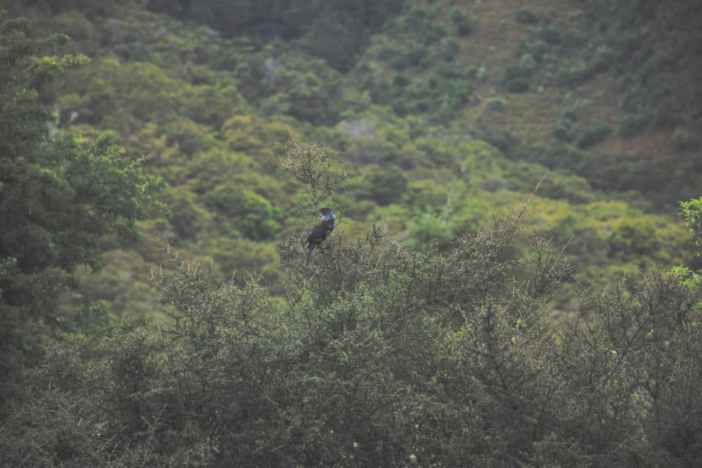 Une photo d'un tui